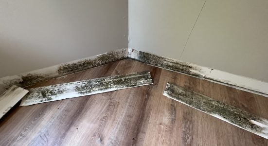 Effective mold treatment and prevention techniques